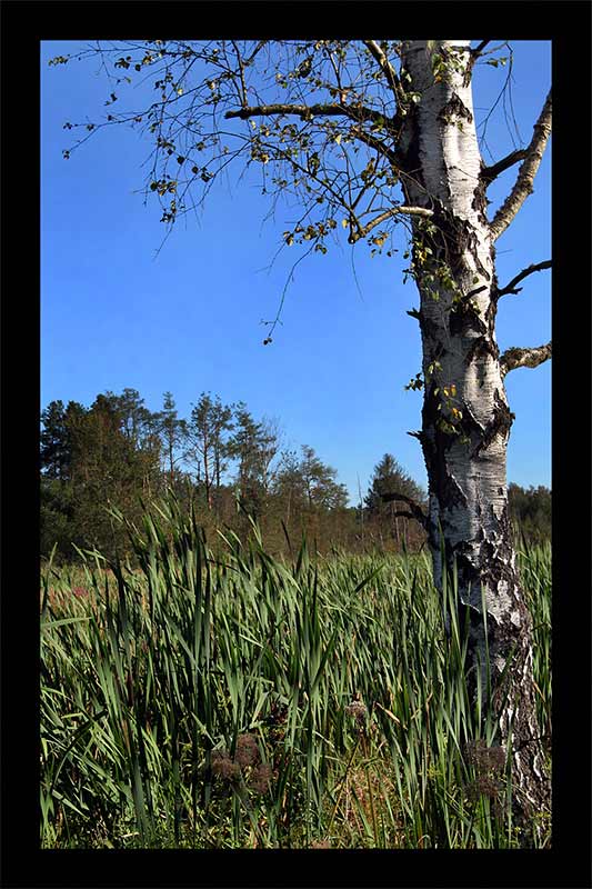 Schwenninger Moos