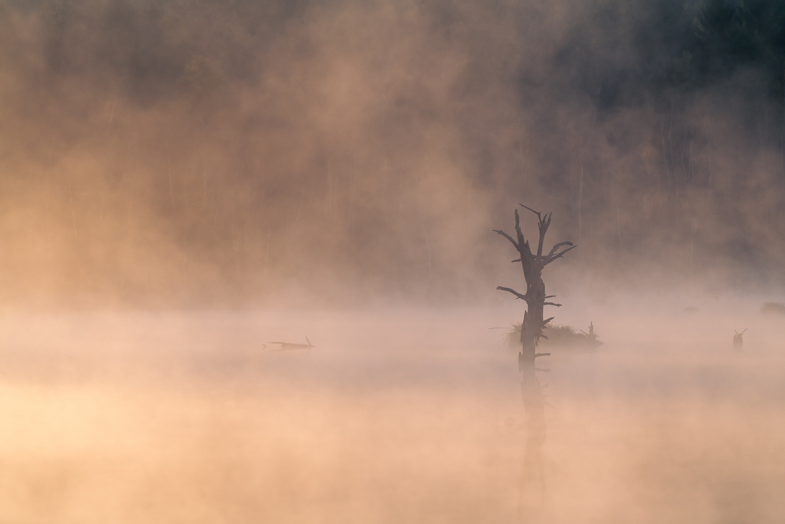 Schwenninger Moos im Nebel