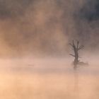 Schwenninger Moos im Nebel