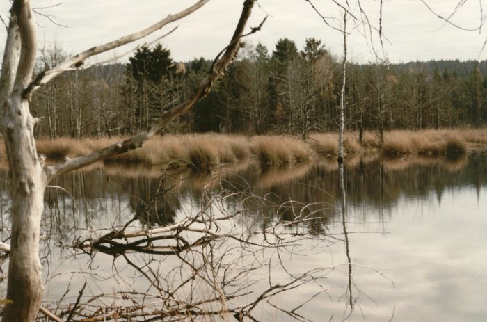 Schwenninger Moos (Neckarursprung)