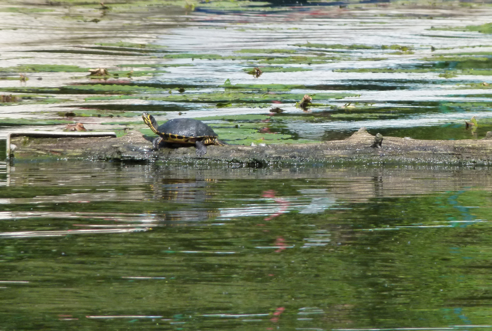 Schwentine und frei lebende Schildkröte