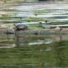 Schwentine und frei lebende Schildkröte