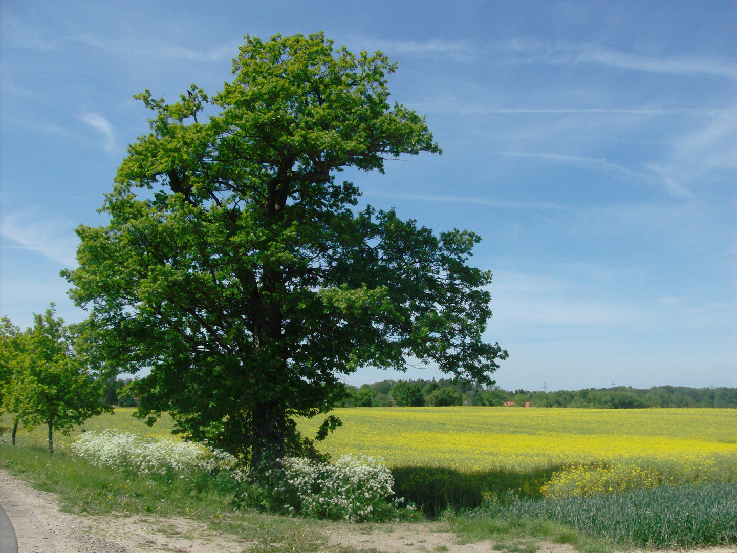 Schwentinewanderweg im Frühling