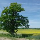 Schwentinewanderweg im Frühling