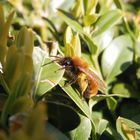 Schwer beladen - auch eine Wildbiene muss sich mal ausruhen