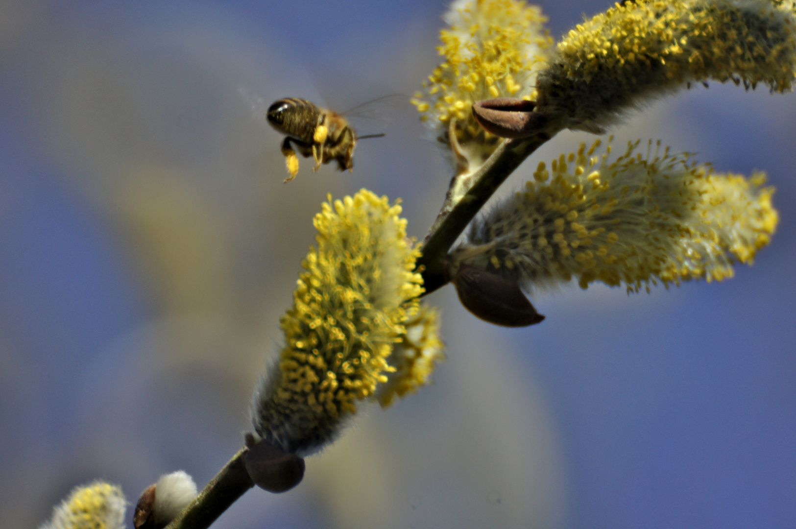 Schwer beladen im Anflug