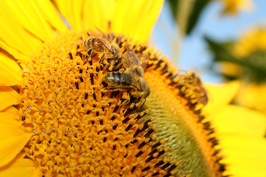 Schwer beladene Bienchen