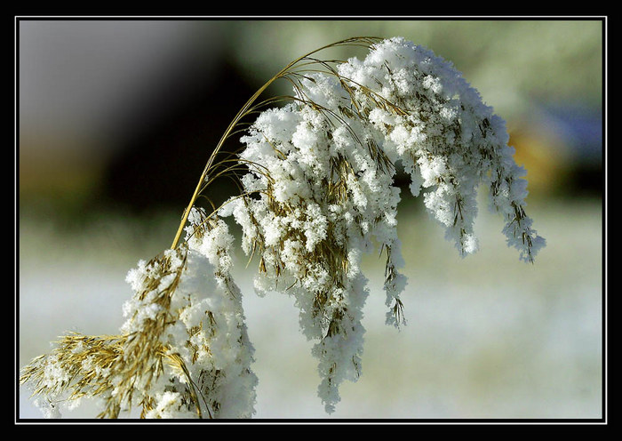 Schwer beladenes Gras | Heavily loaded grass