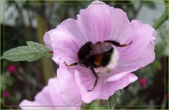 Schwer beschäftigt ist diese Hummel in der Blüte der Wilden Malve.