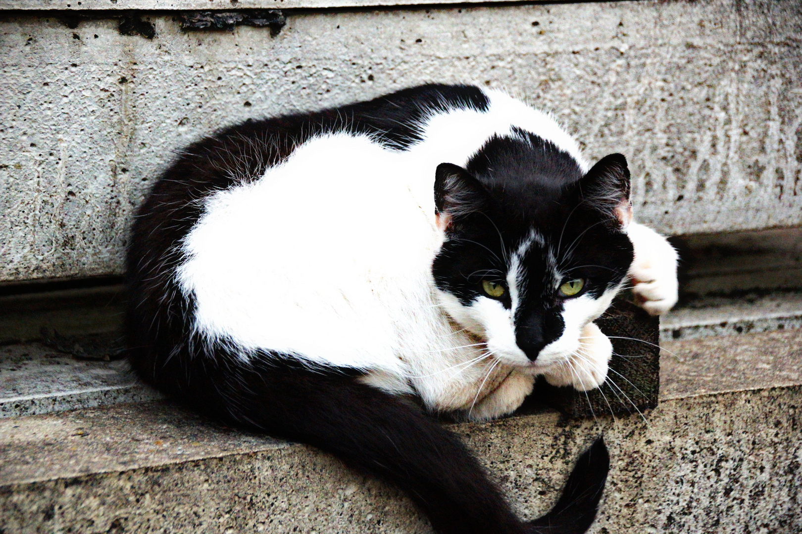 Schwer, so ein Katzenleben