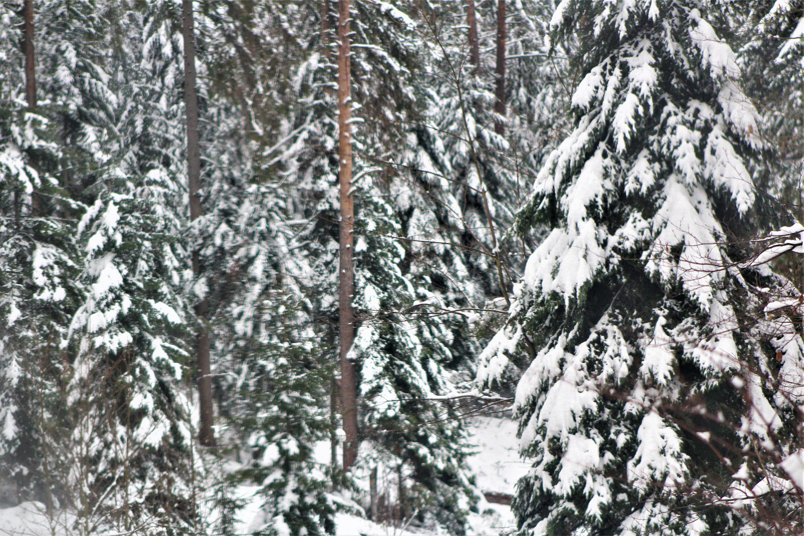 schwer und beladen mit Schnee bedeckt...