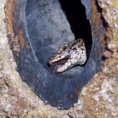 Schwer verdauliche Kost