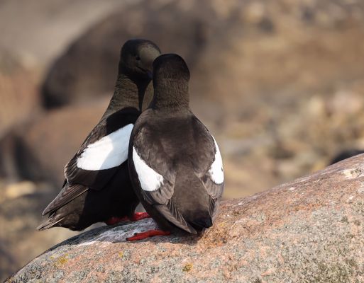 .*.*.*.*     schwer verliebt .*.*.*.*