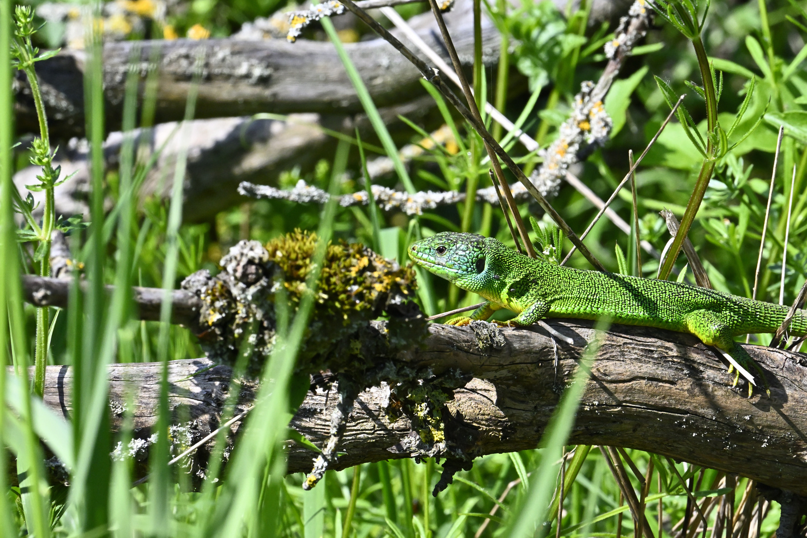 Schwer zu entdecken