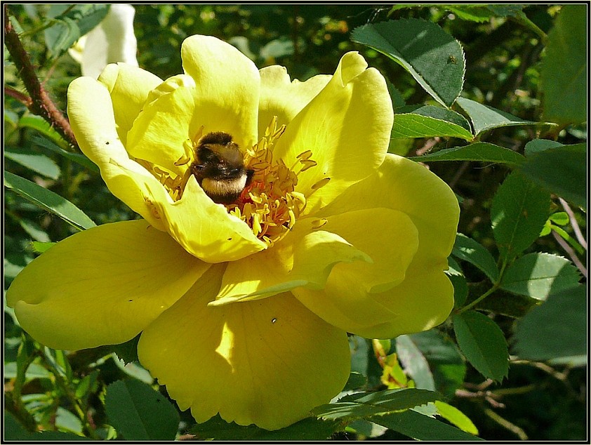 Schwerarbeit für Biene Maja