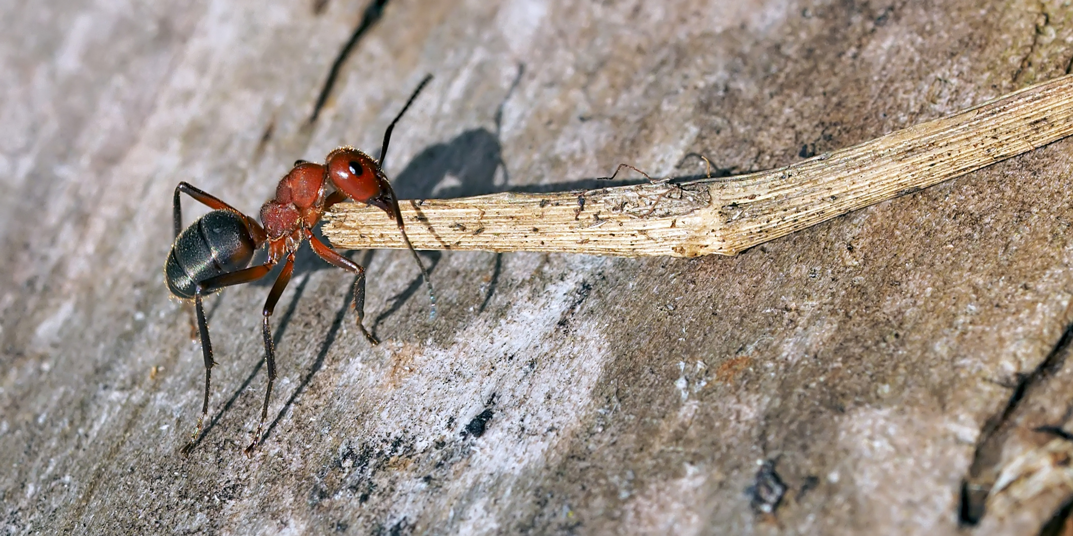 Schwerarbeit! Schwachbeborstete Gebirgswaldameise (Formica aquilonia) - Un dure labeur!