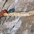 Schwerarbeit! Schwachbeborstete Gebirgswaldameise (Formica aquilonia) - Un dure labeur!