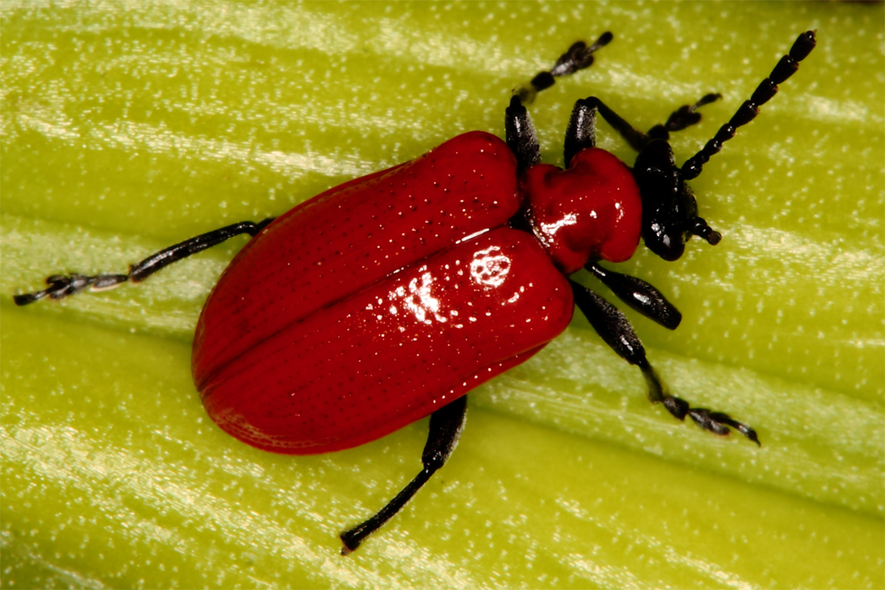 Schwerbeschädigtes Lilienhähnchen