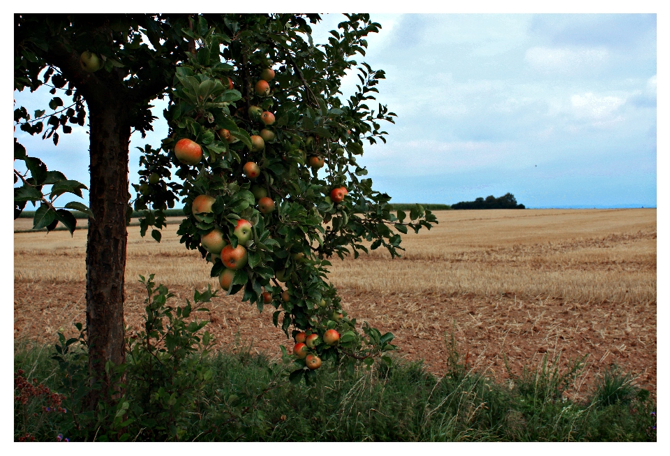 schwere aber schöne Last am Baum