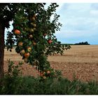 schwere aber schöne Last am Baum