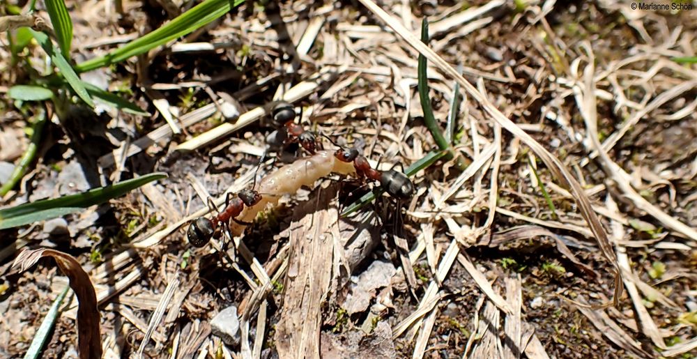 Schwere Beute für drei kleine Ameisen...