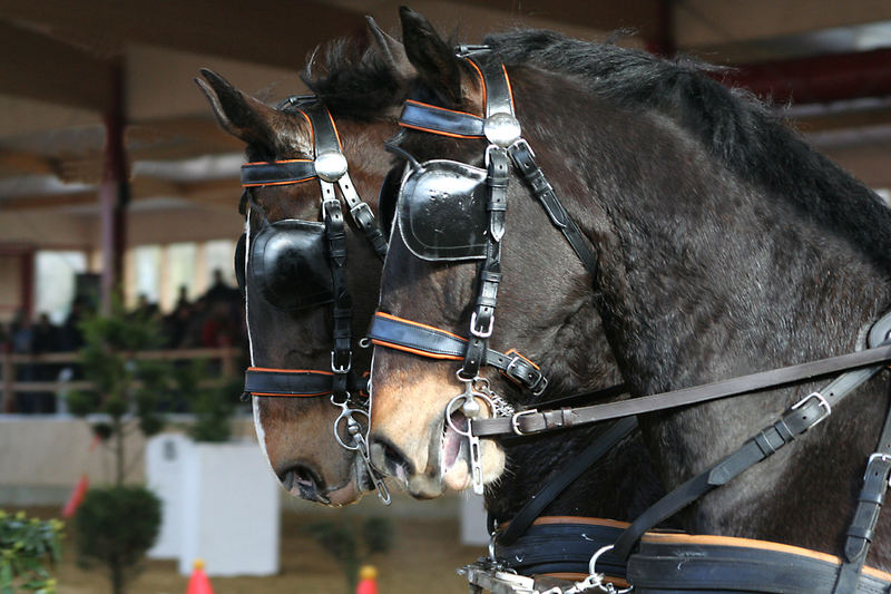 Schwere Warmblüter ...