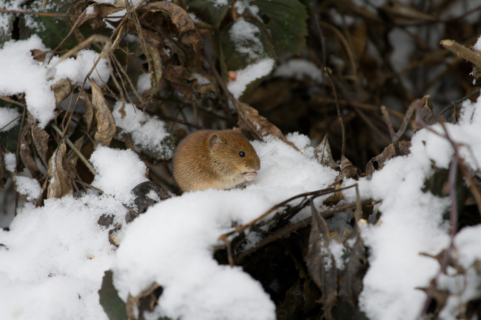 Schwere Winterzeit...