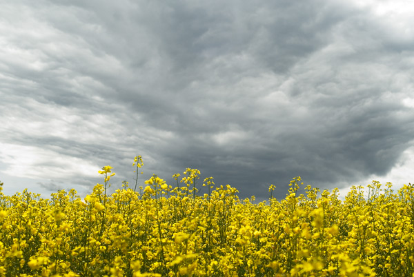 schwere Wolke über dem Feld