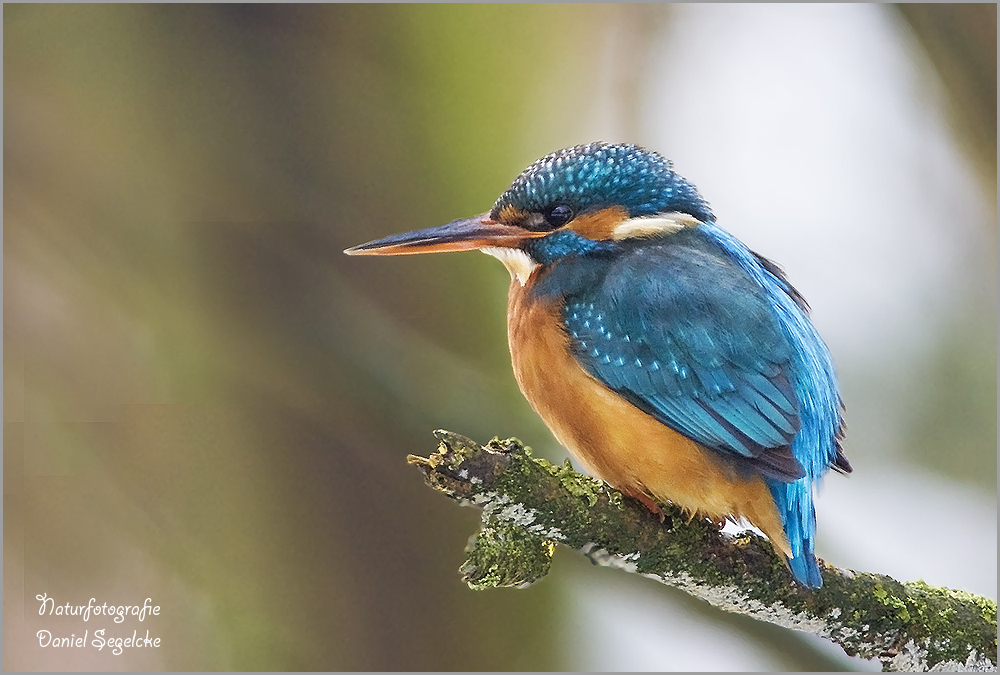 Schwere Zeit für den Eisvogel