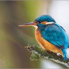 Schwere Zeit für den Eisvogel