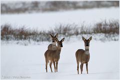 Schwere Zeiten für das Wild bei uns im Moor - 3