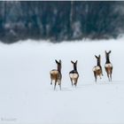 Schwere Zeiten für das Wild bei uns im Moor - 4