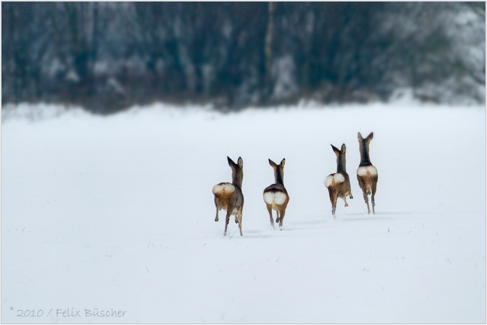 Schwere Zeiten für das Wild bei uns im Moor - 4