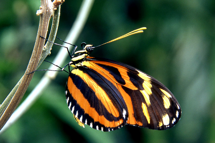 schwerelos- Eueides isabellae