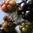 Schwerelosigkeit zwischen Brombeeren