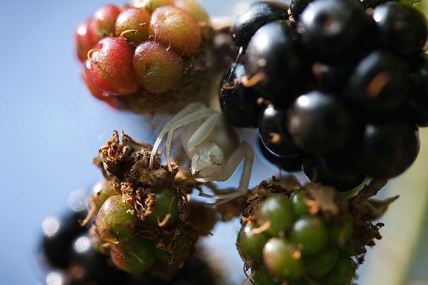 Schwerelosigkeit zwischen Brombeeren