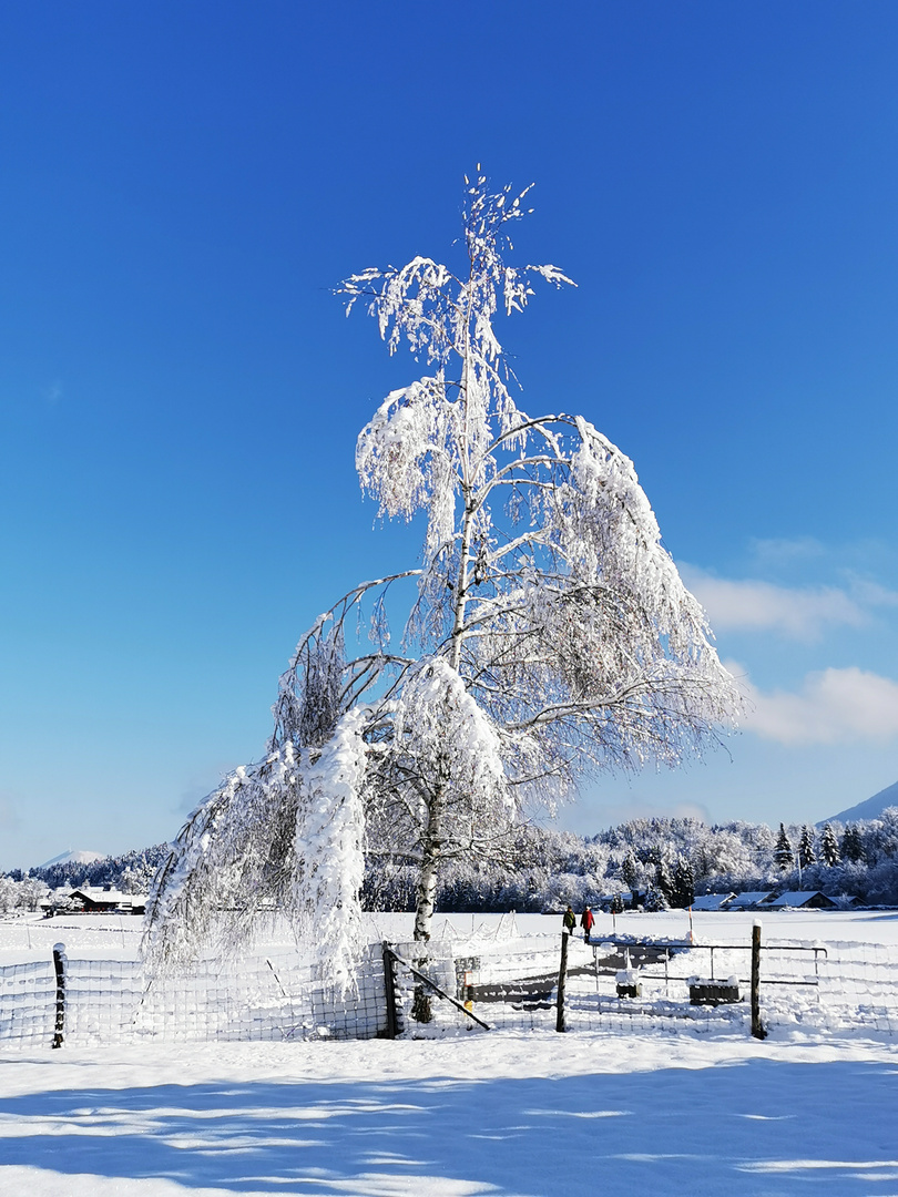 Schwerer Schnee