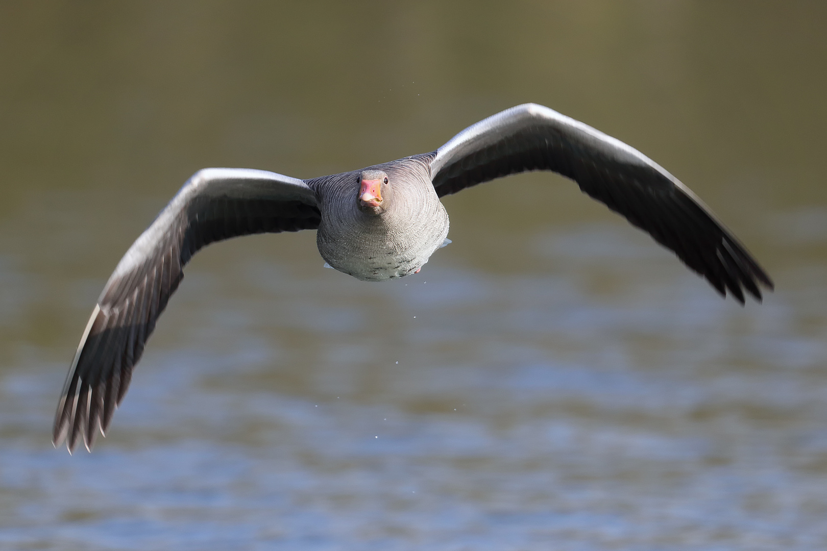 ...schwerer Vogel...