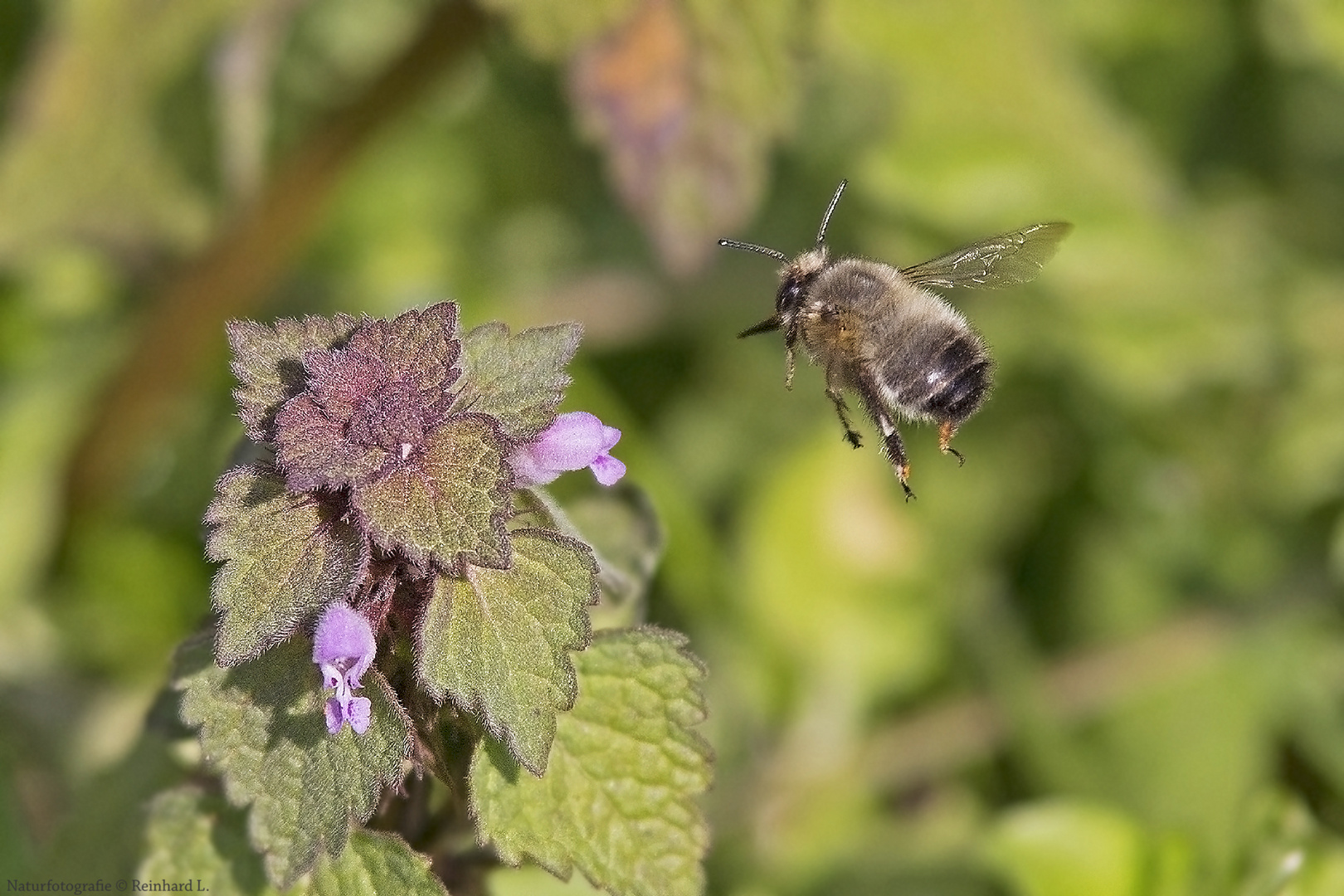 Schweres Fluggerät Im Anflug