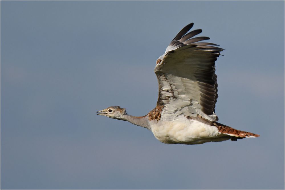 Schwergewicht im Flug