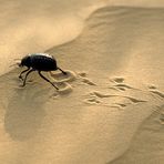 Schwergewichte hinterlassen tiefe Spuren