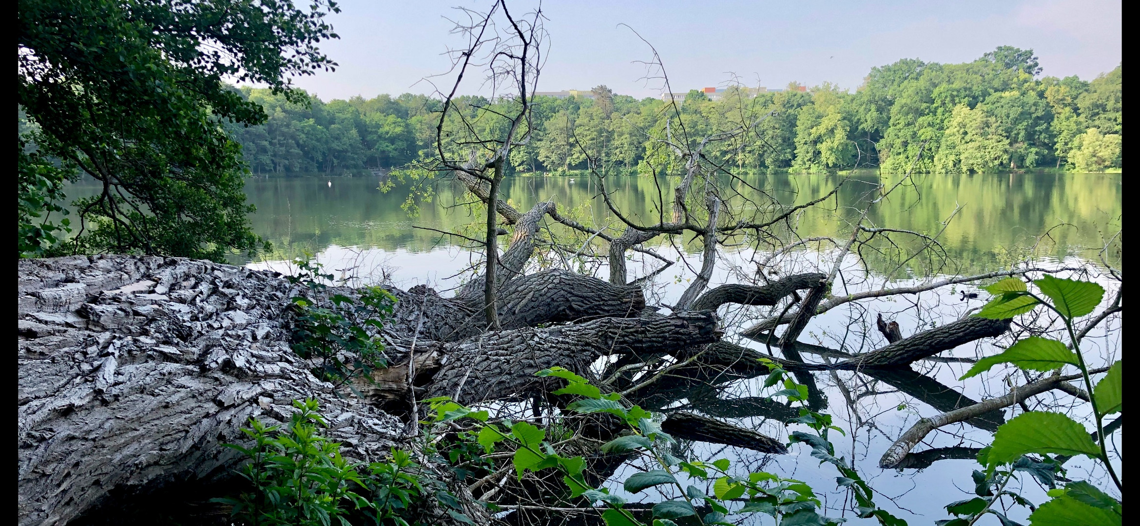 Schwerin „Fauler See“ gefallener Riese