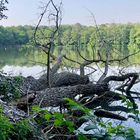 Schwerin „Fauler See“ gefallener Riese