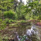 Schwerin Neumühler See (Natur pur)