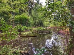 Schwerin Neumühler See (Natur pur)