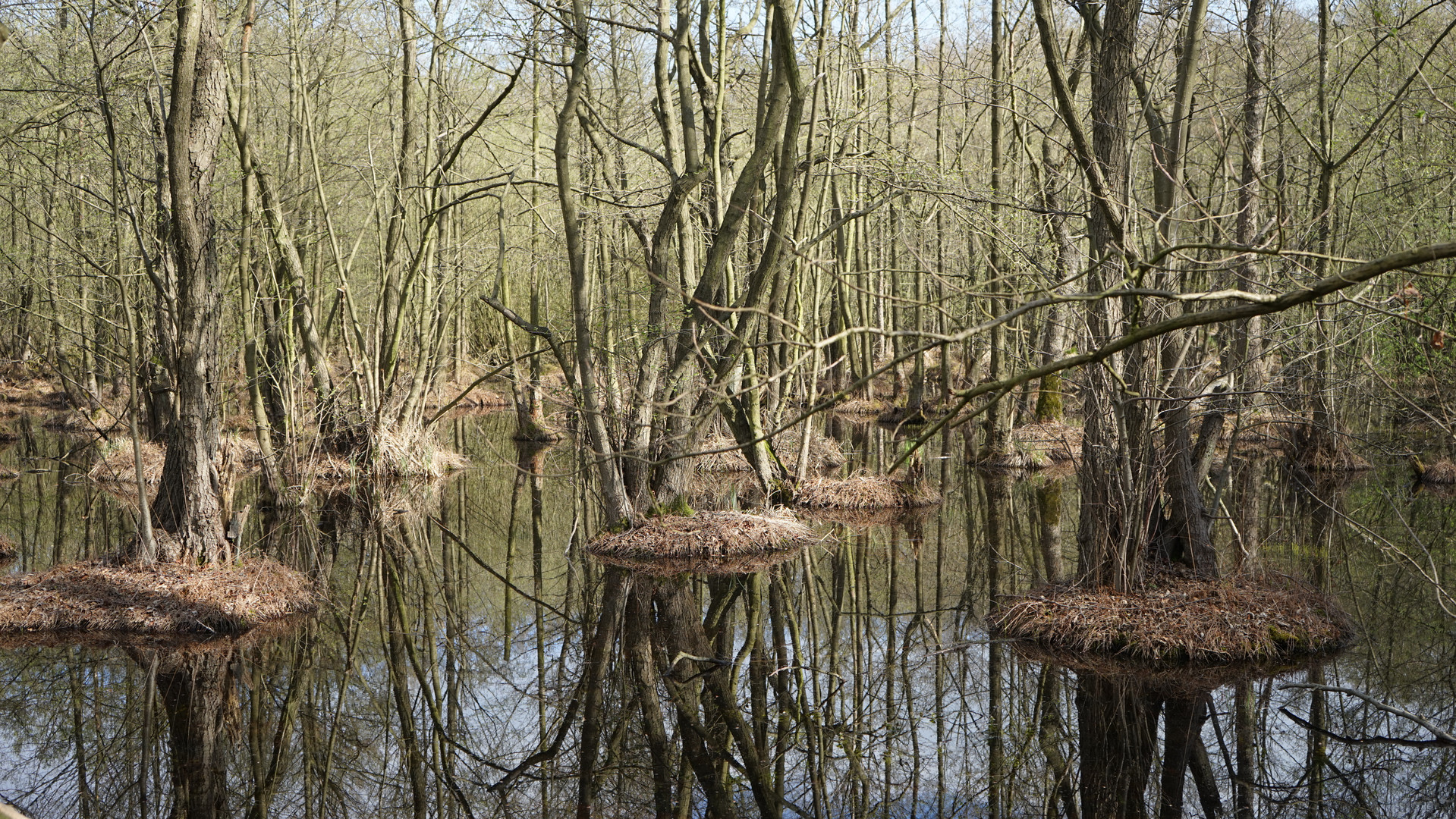 Schwerin Werderwald