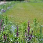 Schweriner Schlossgarten im Sommer