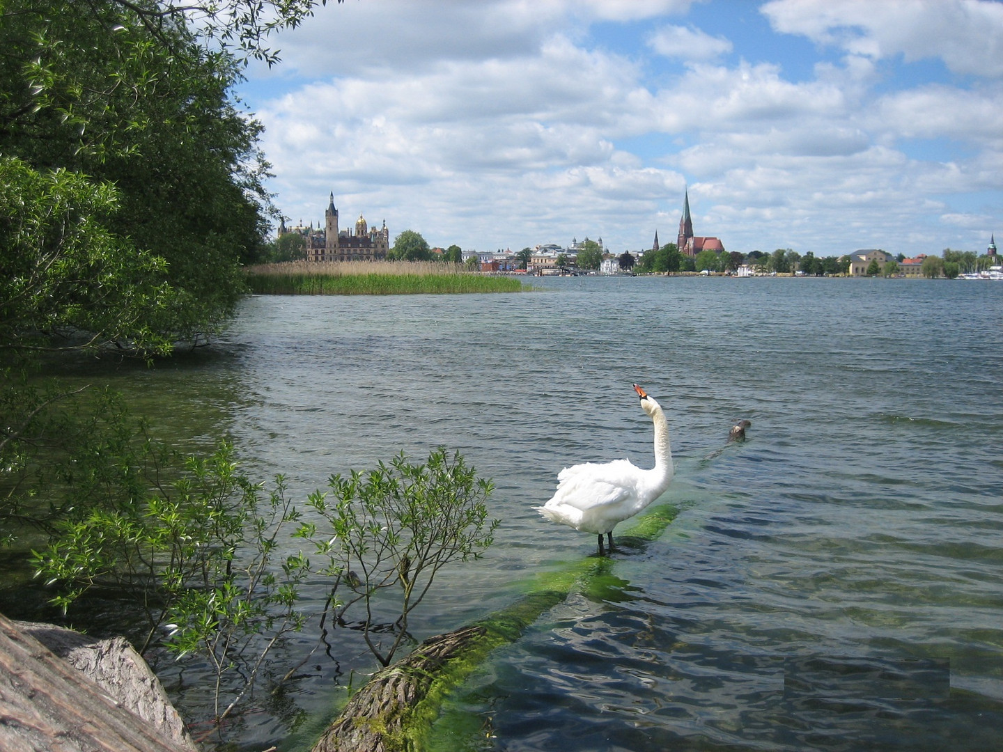 Schweriner Schwan