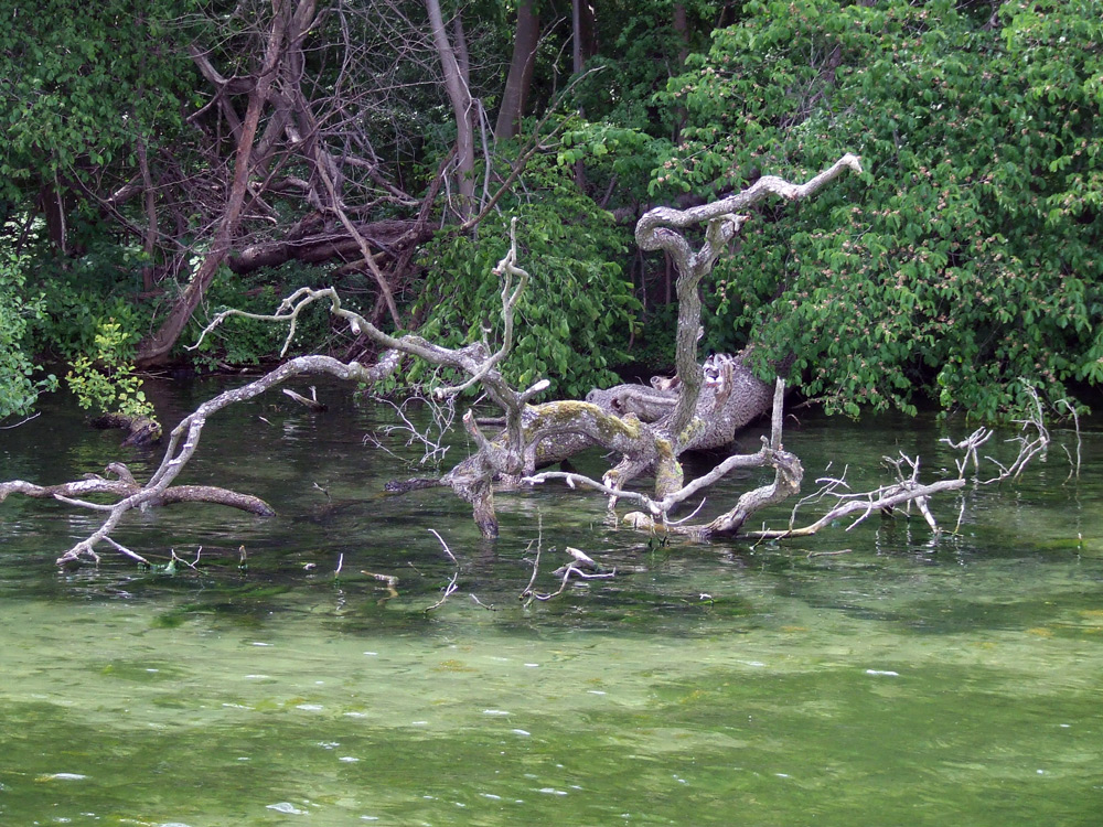 Schweriner See in der Bucht von Kaninchen Werder