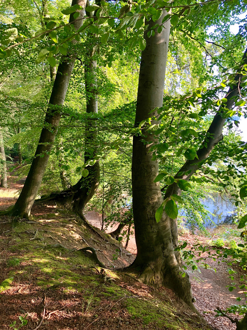 Schweriner See Uferweg bei Mueß